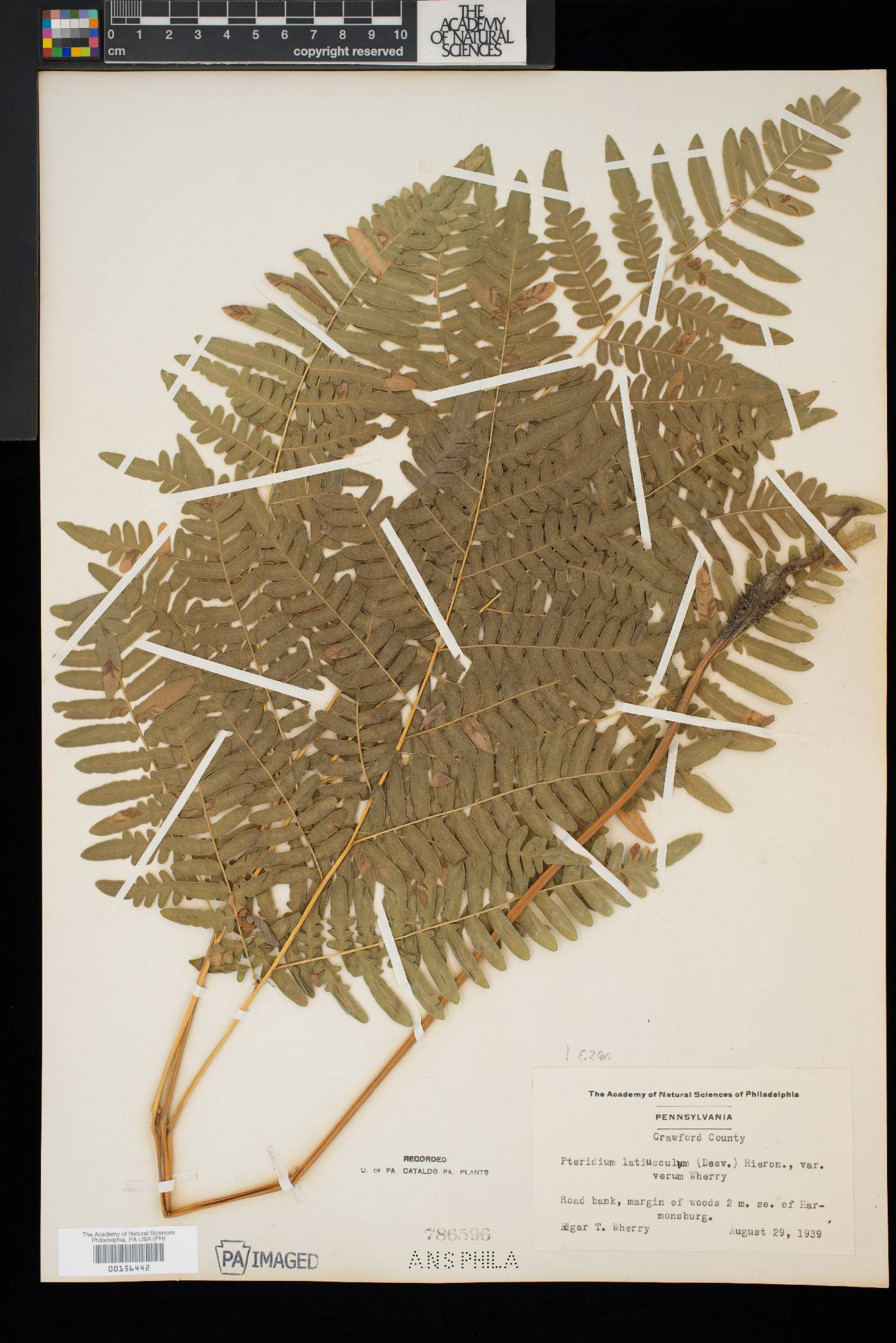 Pteridium aquilinum subsp. latiusculum image