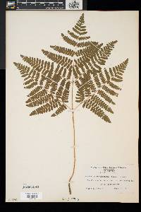 Pteridium aquilinum subsp. latiusculum image