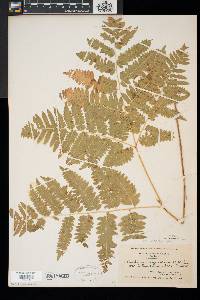 Pteridium aquilinum var. latiusculum image