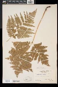 Pteridium aquilinum var. latiusculum image