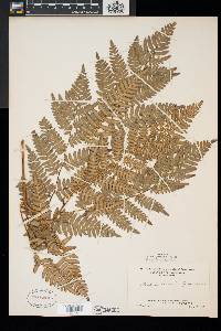 Pteridium aquilinum var. latiusculum image