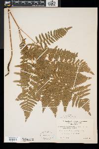 Pteridium aquilinum var. latiusculum image