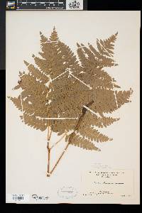 Pteridium aquilinum var. latiusculum image