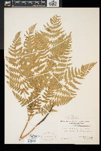 Pteridium aquilinum var. latiusculum image