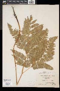 Pteridium aquilinum var. latiusculum image