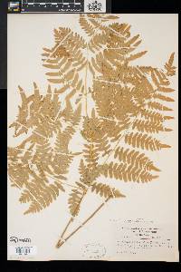 Pteridium aquilinum var. latiusculum image