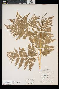 Pteridium aquilinum var. latiusculum image