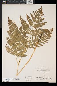 Pteridium aquilinum var. latiusculum image