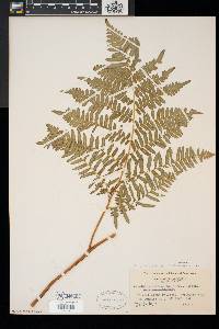 Pteridium aquilinum var. latiusculum image