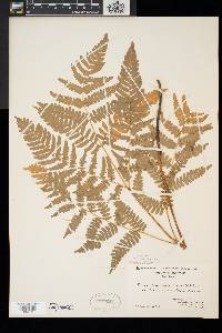 Pteridium aquilinum var. latiusculum image