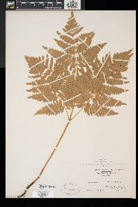 Pteridium aquilinum var. latiusculum image