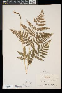 Pteridium aquilinum var. latiusculum image