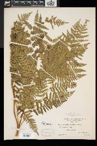 Pteridium aquilinum var. latiusculum image