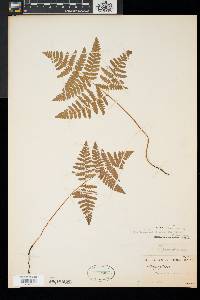 Pteridium aquilinum var. latiusculum image