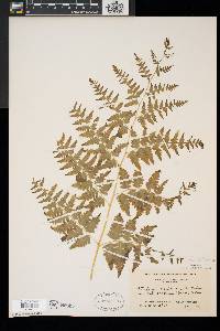 Pteridium aquilinum var. latiusculum image