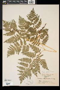 Pteridium aquilinum var. latiusculum image