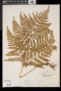 Pteridium aquilinum var. latiusculum image