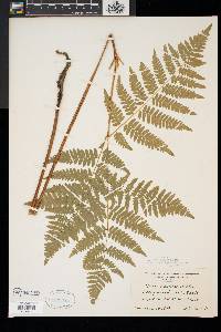 Pteridium aquilinum var. latiusculum image