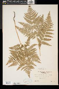 Pteridium aquilinum var. latiusculum image