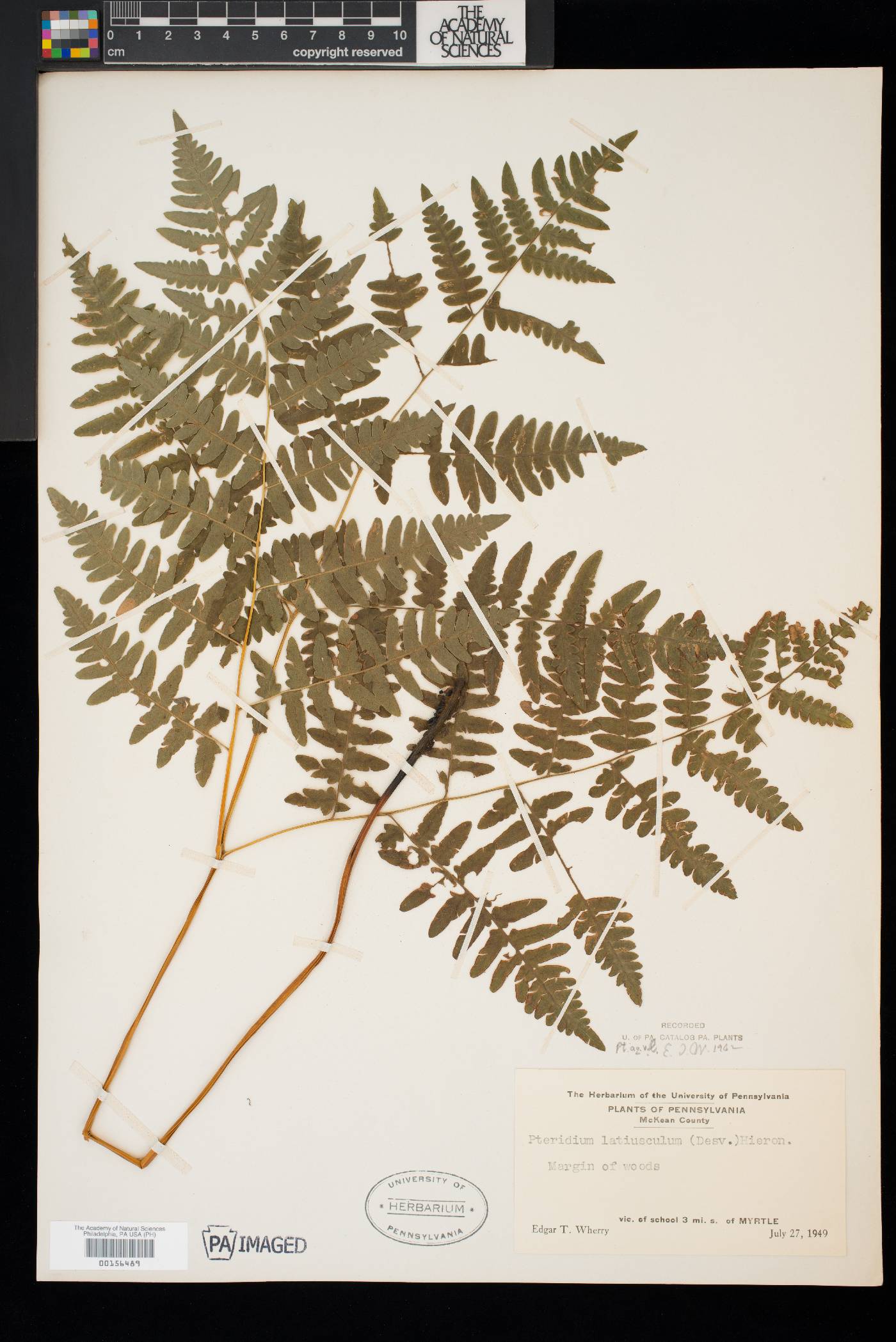 Pteridium aquilinum var. latiusculum image