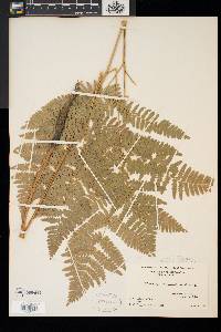 Pteridium aquilinum var. latiusculum image