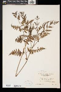 Pteridium aquilinum var. latiusculum image