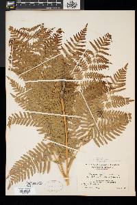 Pteridium aquilinum var. latiusculum image
