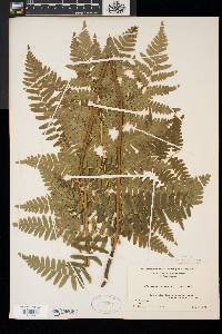 Pteridium aquilinum var. latiusculum image