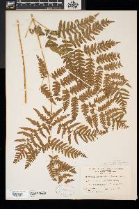 Pteridium aquilinum var. latiusculum image