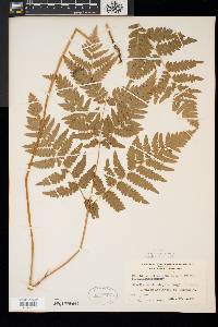 Pteridium aquilinum var. latiusculum image