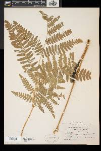 Pteridium aquilinum var. latiusculum image