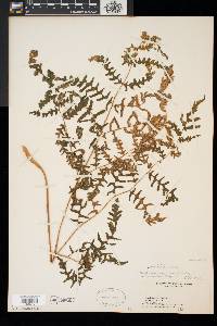 Pteridium aquilinum var. latiusculum image