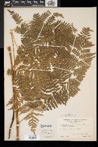 Pteridium aquilinum var. latiusculum image