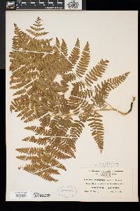 Pteridium aquilinum var. latiusculum image