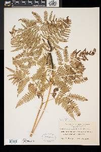 Pteridium aquilinum var. latiusculum image