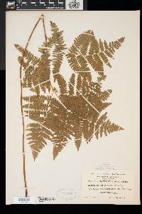 Pteridium aquilinum var. latiusculum image