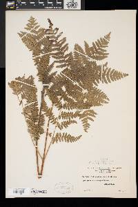 Pteridium aquilinum var. latiusculum image