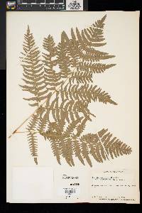 Pteridium aquilinum var. latiusculum image