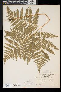 Pteridium aquilinum var. latiusculum image