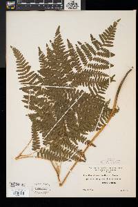 Pteridium aquilinum var. latiusculum image