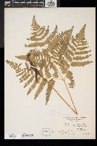 Pteridium aquilinum var. latiusculum image