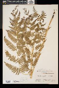 Pteridium aquilinum var. latiusculum image