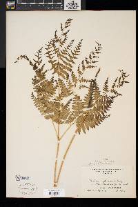 Pteridium aquilinum var. latiusculum image