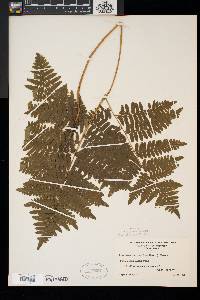 Pteridium aquilinum var. latiusculum image