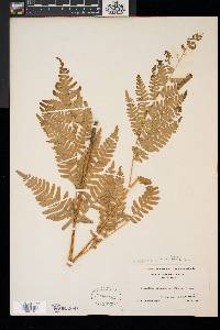 Pteridium aquilinum var. latiusculum image