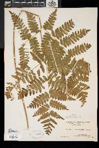 Pteridium aquilinum var. latiusculum image