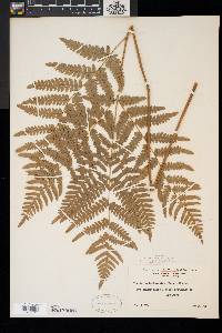 Pteridium aquilinum var. latiusculum image