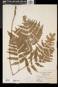 Pteridium aquilinum var. latiusculum image