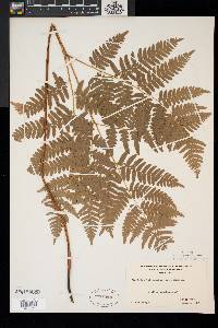 Pteridium aquilinum var. latiusculum image