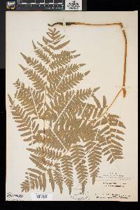 Pteridium aquilinum var. latiusculum image